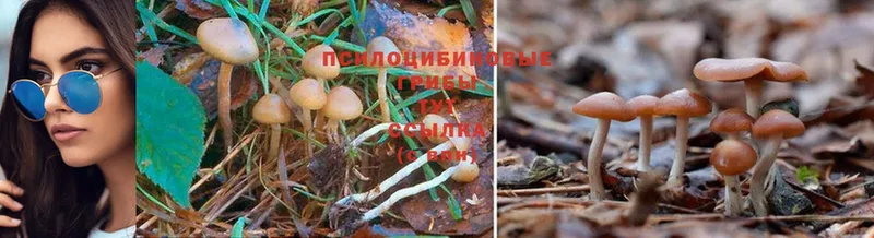 Псилоцибиновые грибы Psilocybine cubensis  хочу   Заречный 